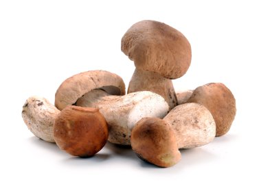 Ceps mantar