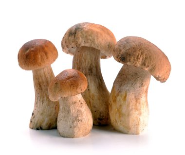Ceps mantar
