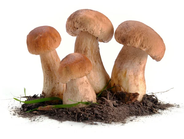 Ceps cogumelos no chão — Fotografia de Stock