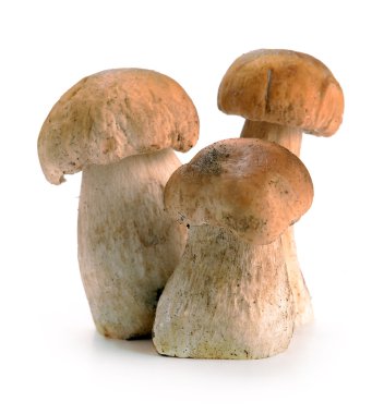 Ceps mantar