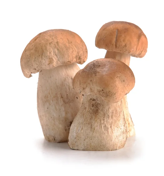 Гриби білі гриби — стокове фото