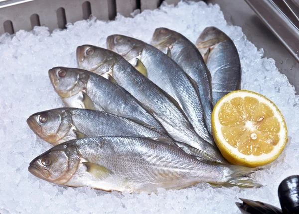 Bluefish on ice — Stock Photo, Image