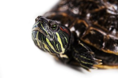 Terrapin