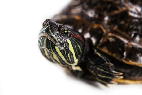 Wasserschildkröte — Stockfoto