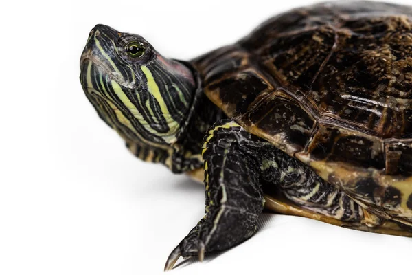 Wasserschildkröte — Stockfoto