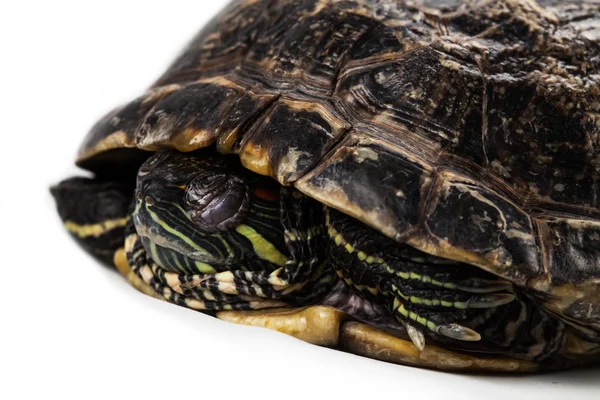 Wasserschildkröte — Stockfoto