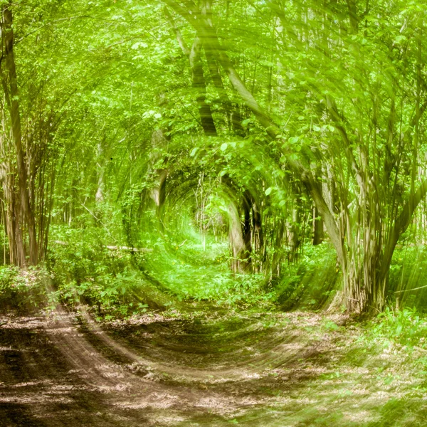 Зелений ліс у радіальному русі — стокове фото