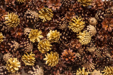 Pinecones
