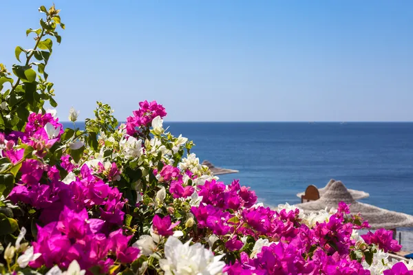 Sea, bougainvillea and beach umbrella — Stock Photo, Image