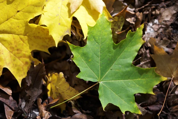 Autumn leaf — Stock Photo, Image