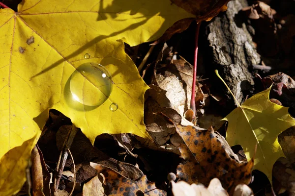 Autumn droplet — Stock Photo, Image