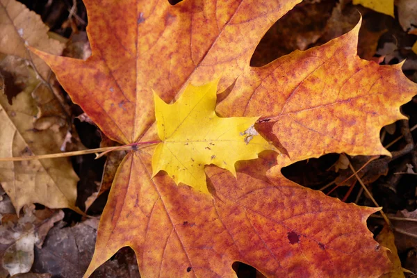 Autumn leaf — Stock Photo, Image