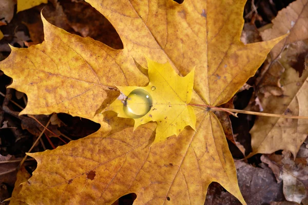 Herbsttröpfchen — Stockfoto