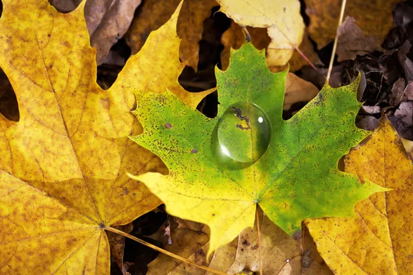 Autumn droplet — Stock Photo, Image