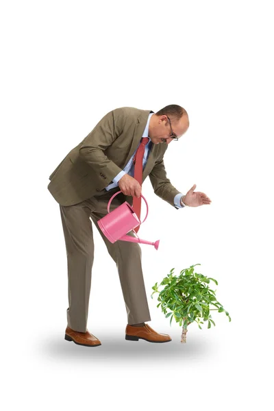 De zakenman giet groene boom — Stockfoto