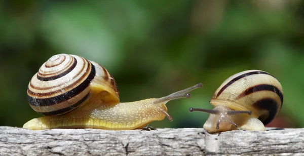 정원에서 두 달팽이 — 스톡 사진