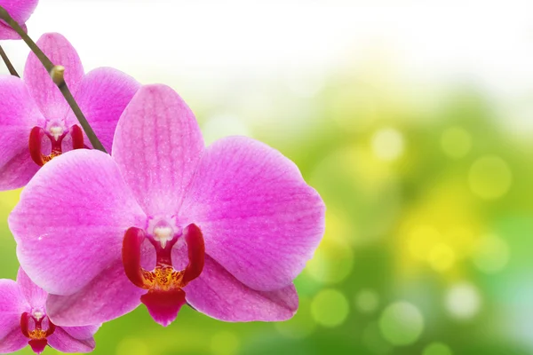 The orchid and bokeh — Stok fotoğraf