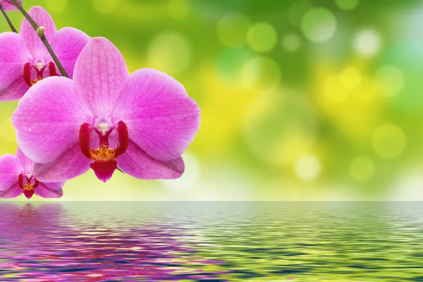 La orquídea y el agua — Foto de Stock