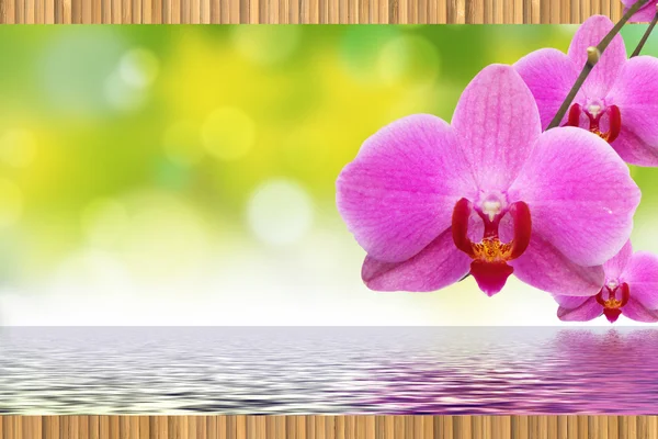 Το orchid και μπαμπού — Φωτογραφία Αρχείου