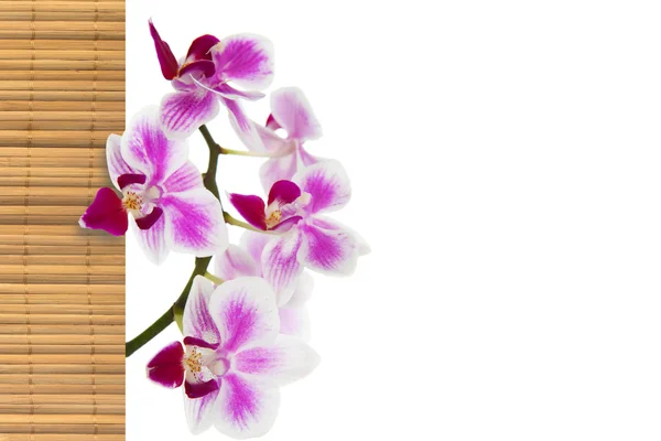 La orquídea y el bambú — Foto de Stock