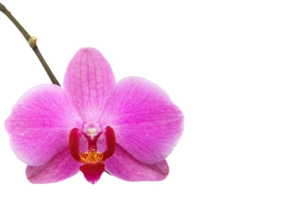 La orquídea — Stok fotoğraf