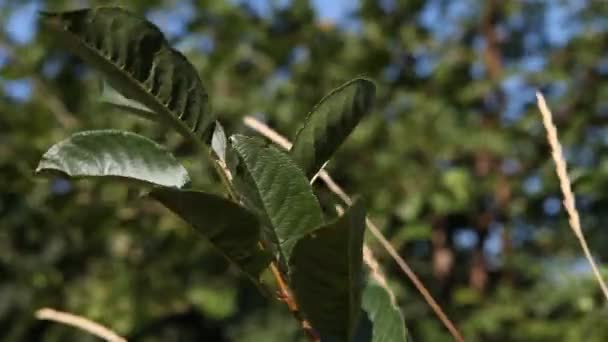 Wind en planten — Stockvideo