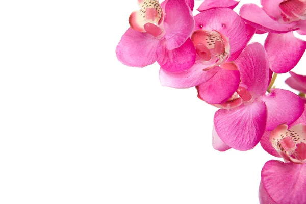 La orquídea roja — Foto de Stock