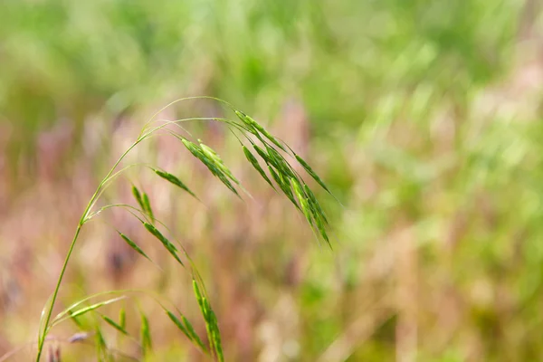 Erba verde — Foto Stock