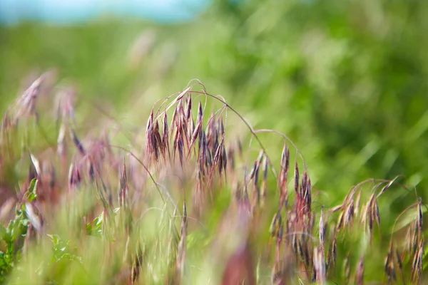 Groen gras — Stockfoto