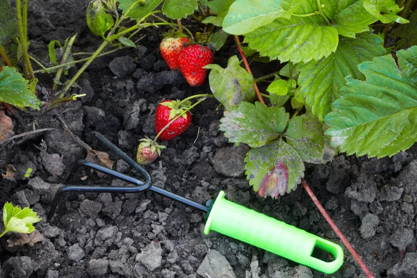 De diverse aardbeien en tuinbouw — Stockfoto