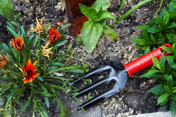 Cama de flores e horticultura variada — Fotografia de Stock