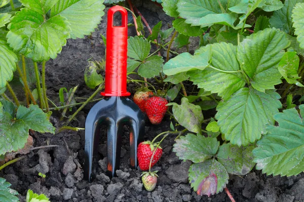 Erdbeere und Gartenbau — Stockfoto