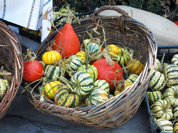 Pequeñas calabazas verdes decorativas en cesta —  Fotos de Stock