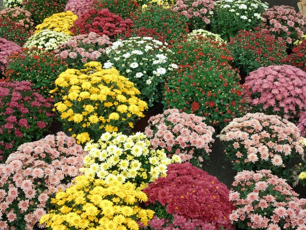 Färgglada trädgård blommor i krukor — Stockfoto