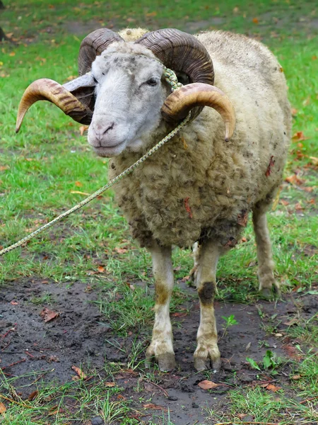 Ovce ram s rohy zelené trávě — Stock fotografie