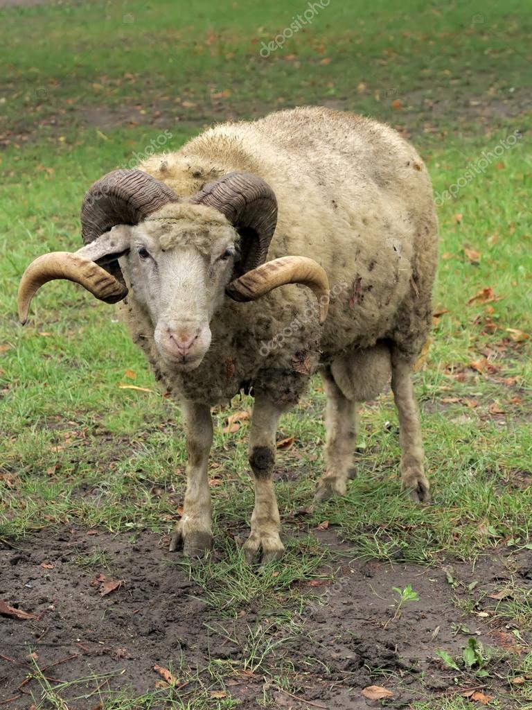 Ovelhas Carneiro Com Chifres Sobre Grama Verde Stock Photo C Arogant 16057643