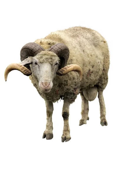 Ram sheep Stock Photos, Royalty Free Ram sheep Images | Depositphotos