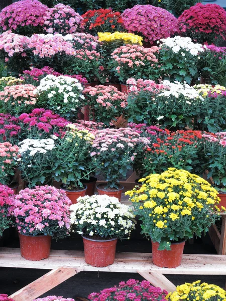 Colorful garden flowers in flowerpots — Stock Photo, Image
