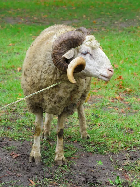 Ovce ram s rohy zelené trávě — Stock fotografie