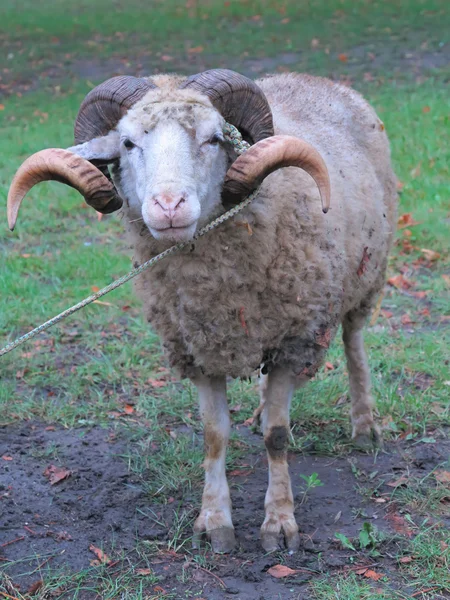Bélier de moutons avec cornes sur herbe verte — Photo