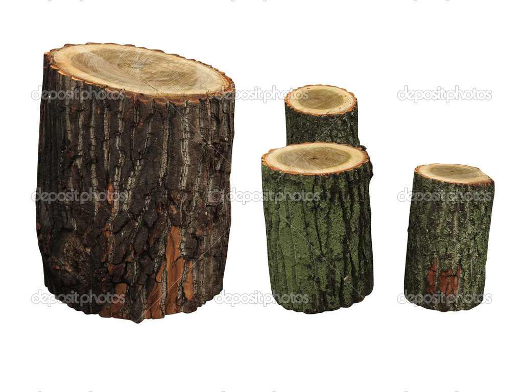 Birch wooden logs isolated on white