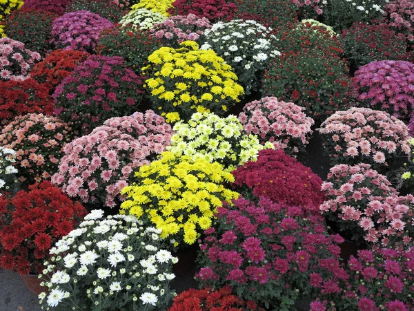 Colorful garden flowers in flowerpots — Stock Photo, Image