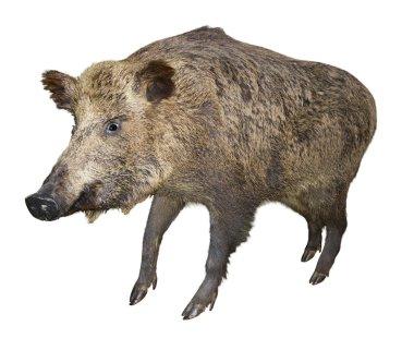 yaban domuzu domuz, üzerinde beyaz izole