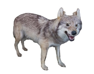 beyaz bitti izole agresif gnarling kurt