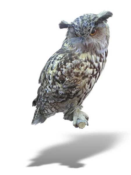 Great Horned Owl, Bubo Virginianus Subarcticus, isolated over wh — Stock Photo, Image