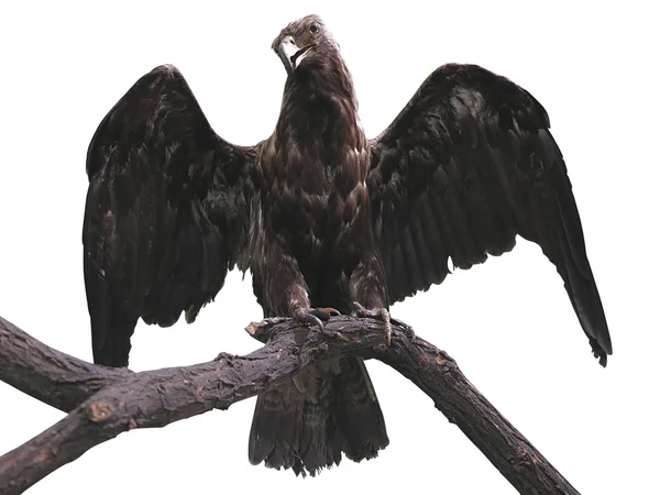 Eagle on a branch with wings spread isolated over white — Stock Photo, Image