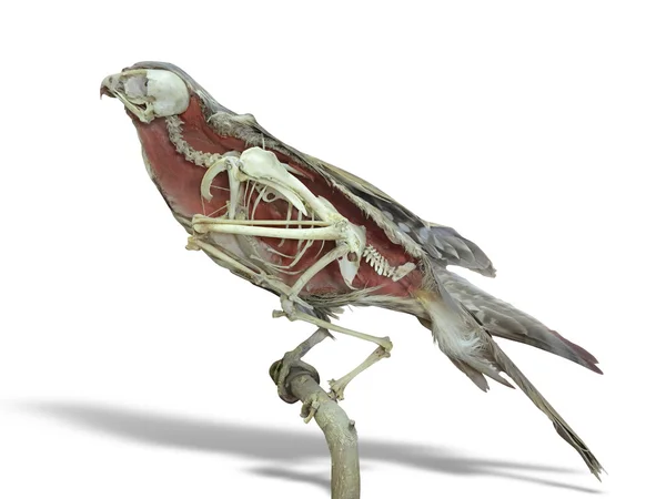 Stuffed falcon bird with skeleton inside isolated over white Royalty Free Stock Images