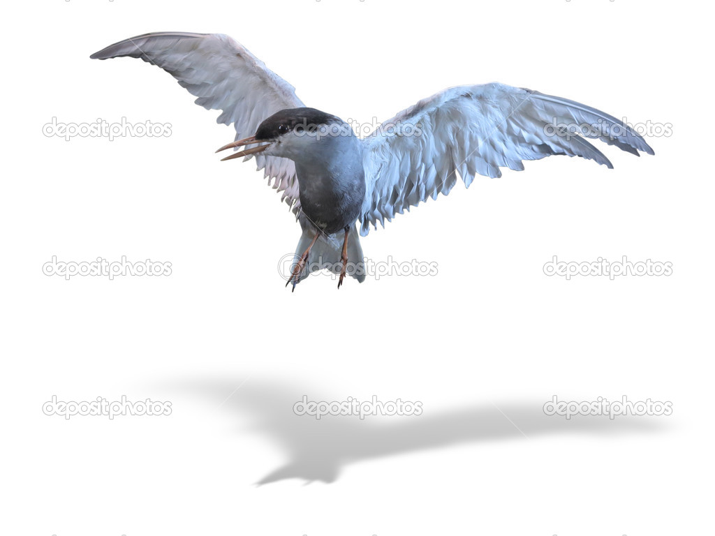 Common Tern sea bird in flight isolated over white with shadow