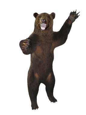 kızgın boz ayı beyaz bitti izole hırlıyor