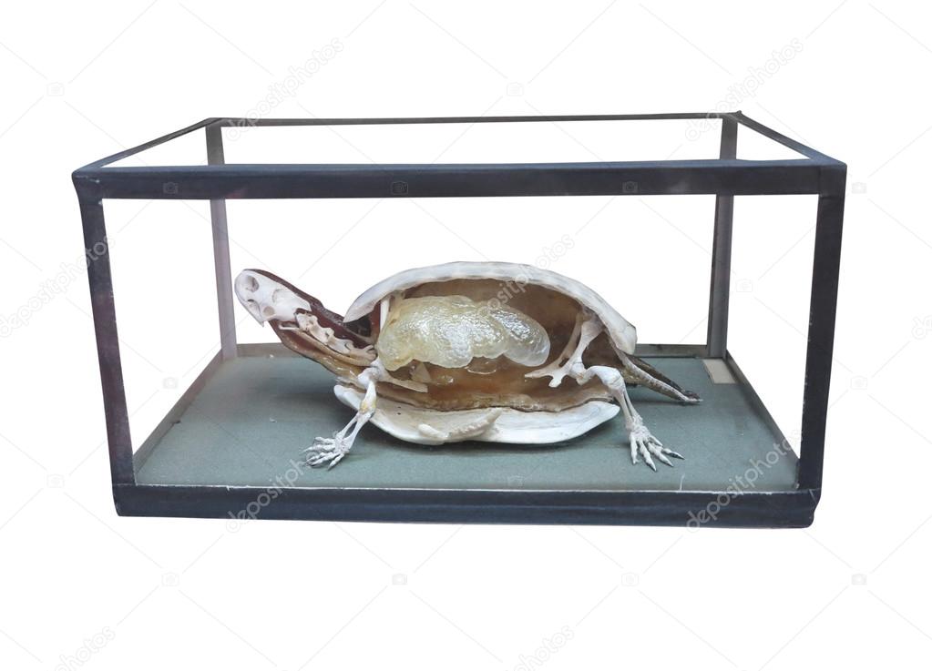 Dissected turtle with skeleton inside isolated over white